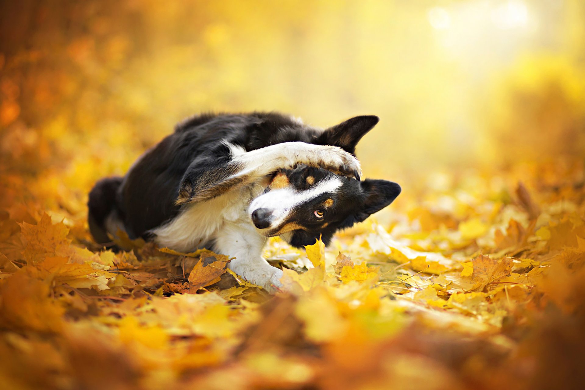 liście bokeh jesień pies