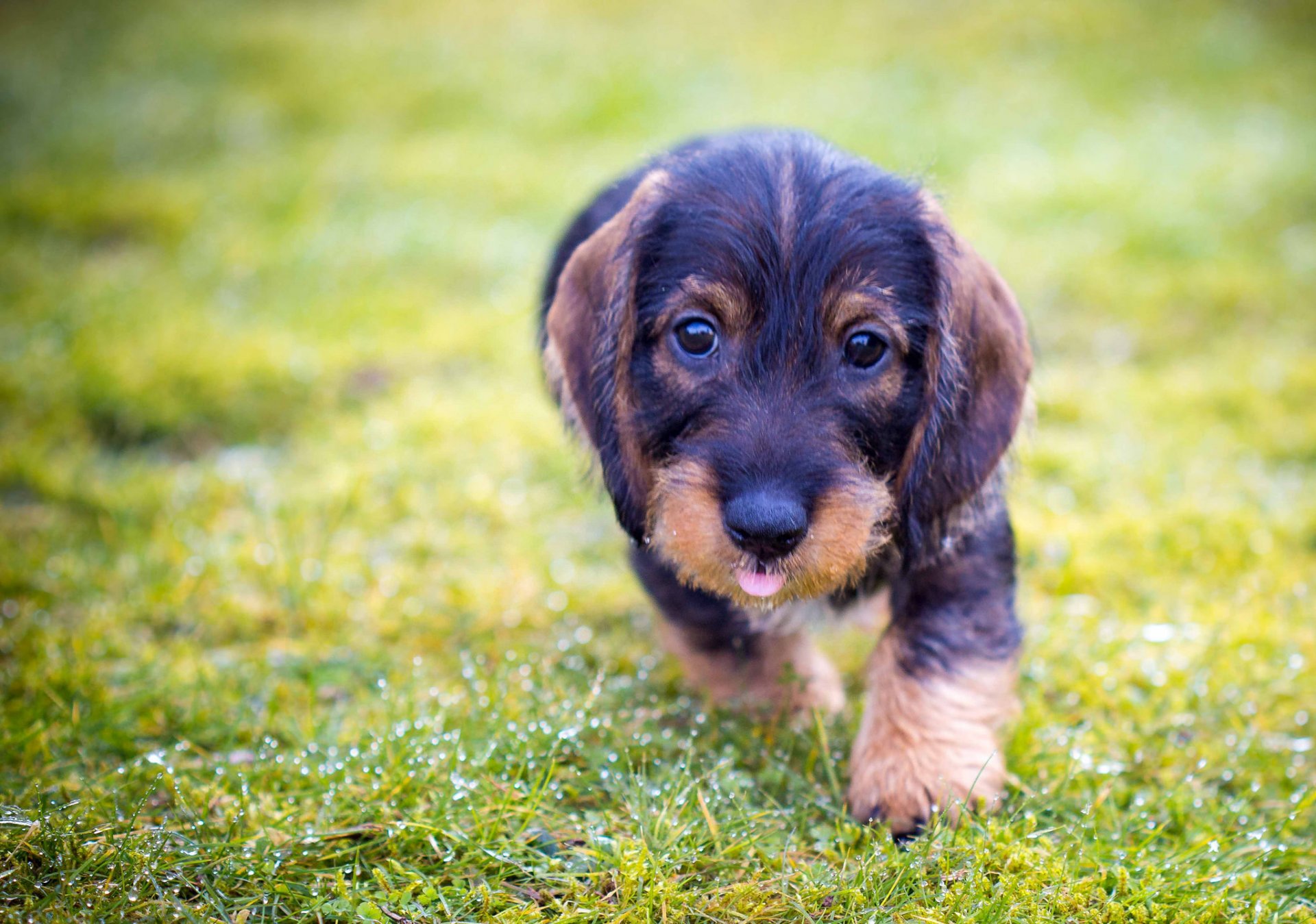 perro cachorro lengua hocico verano