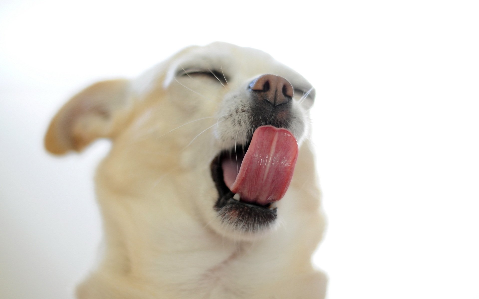 dog other pose