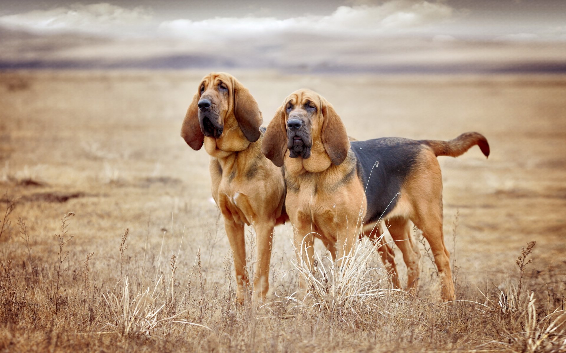 chiens amis nature