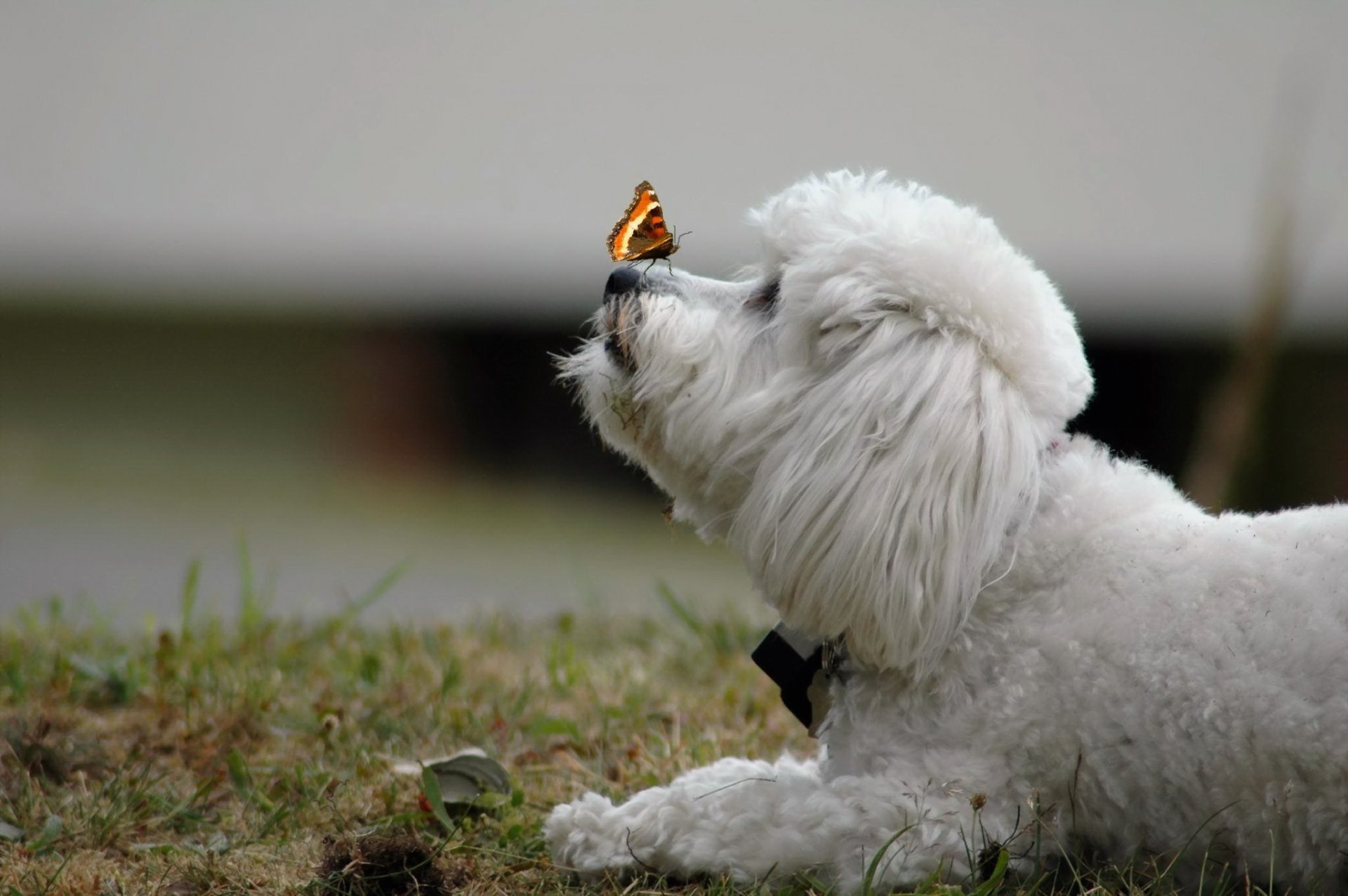 chien papillon fond