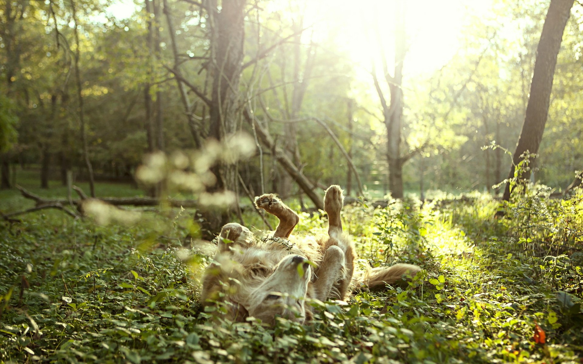 chien ami nature liberté