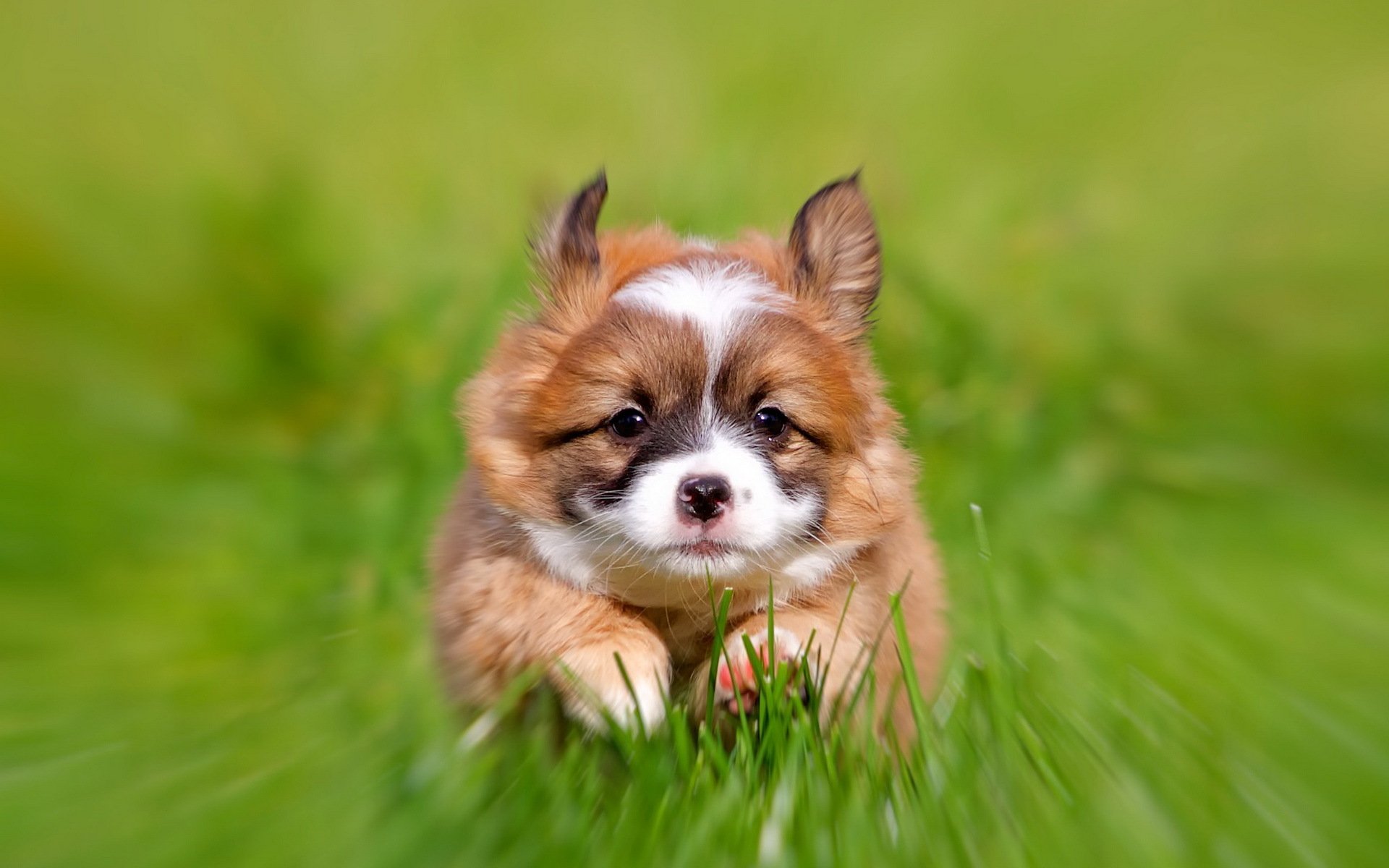 hund welpe hintergrund