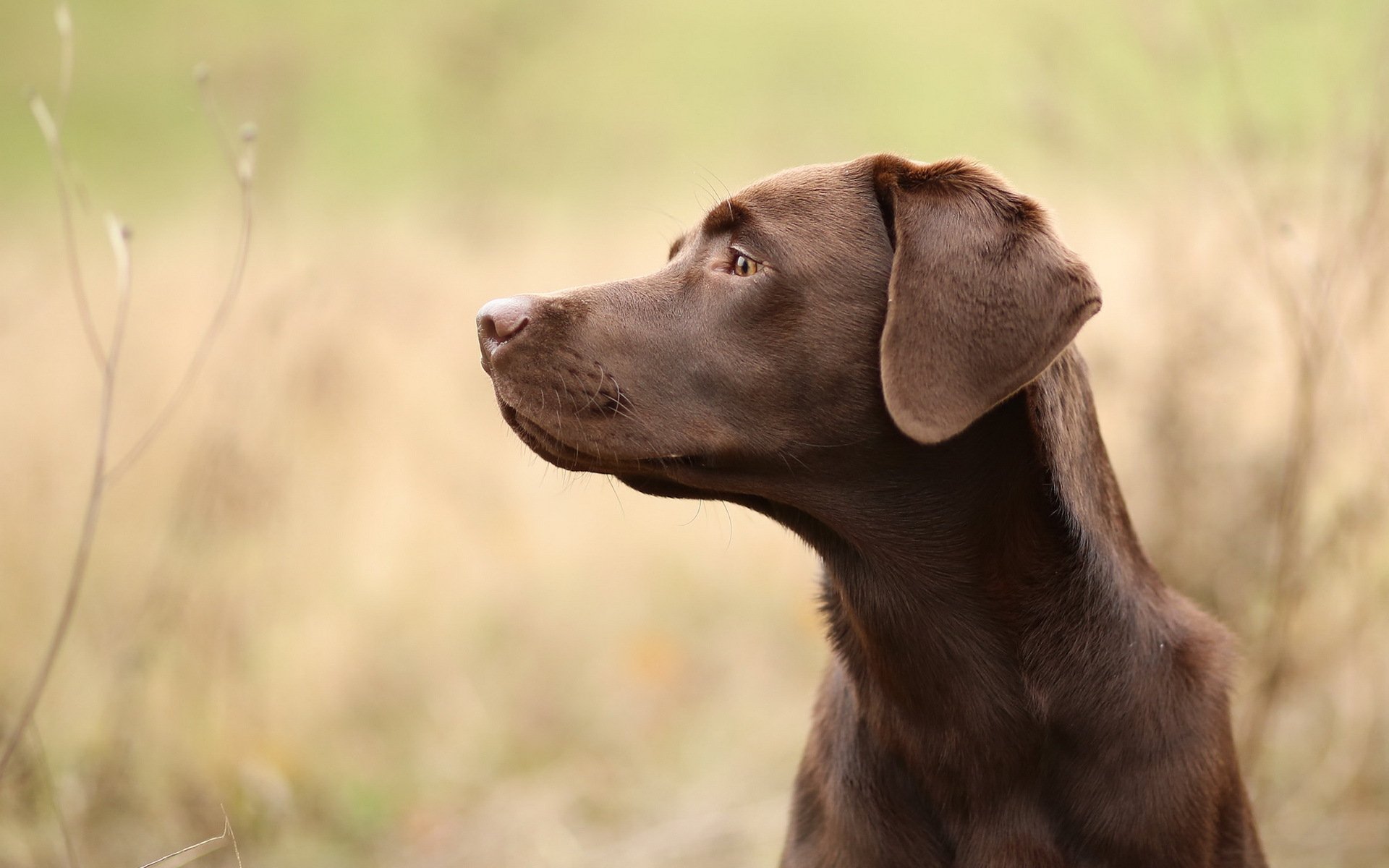 chien ami regard