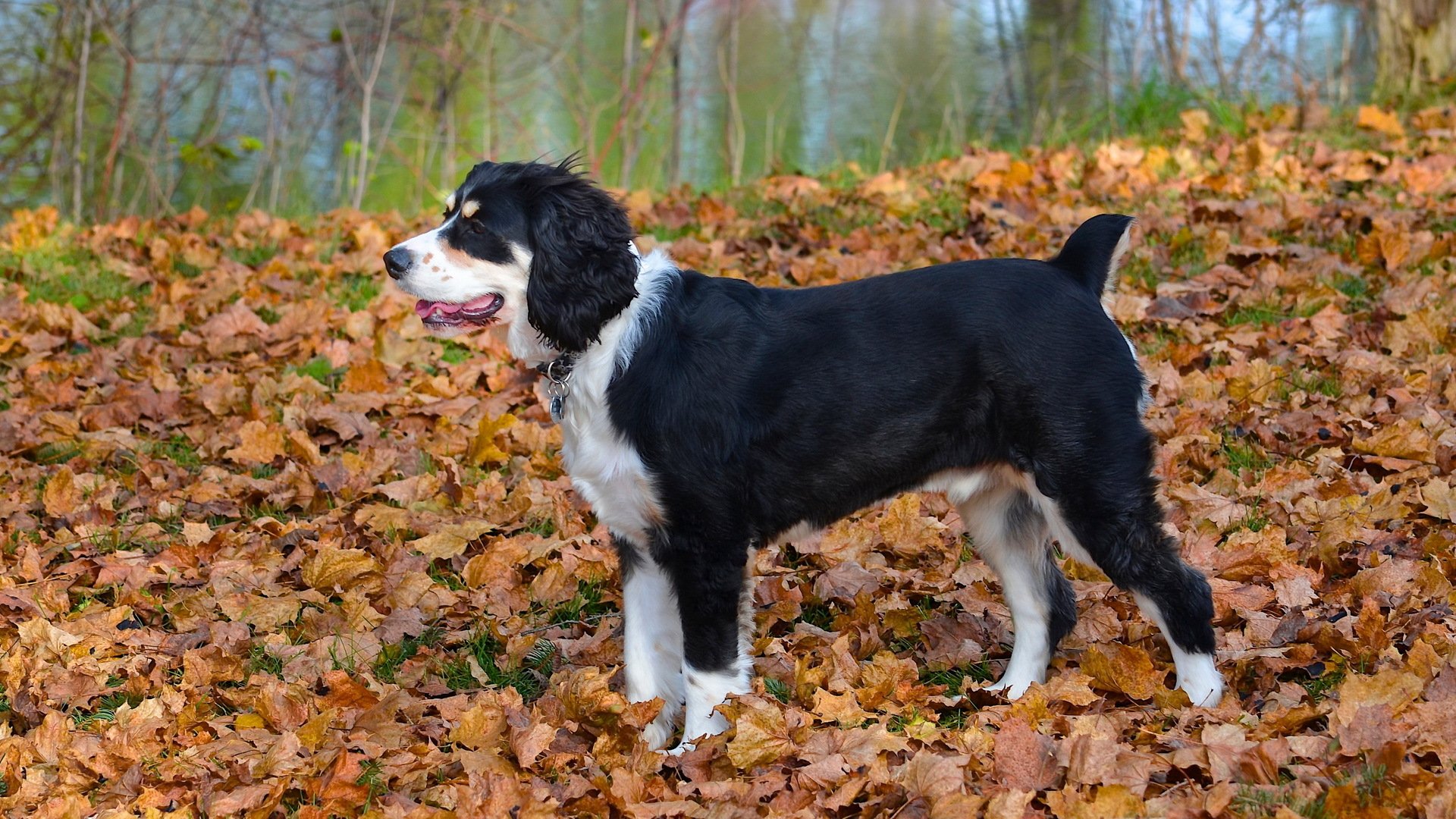 perro otoño hojas