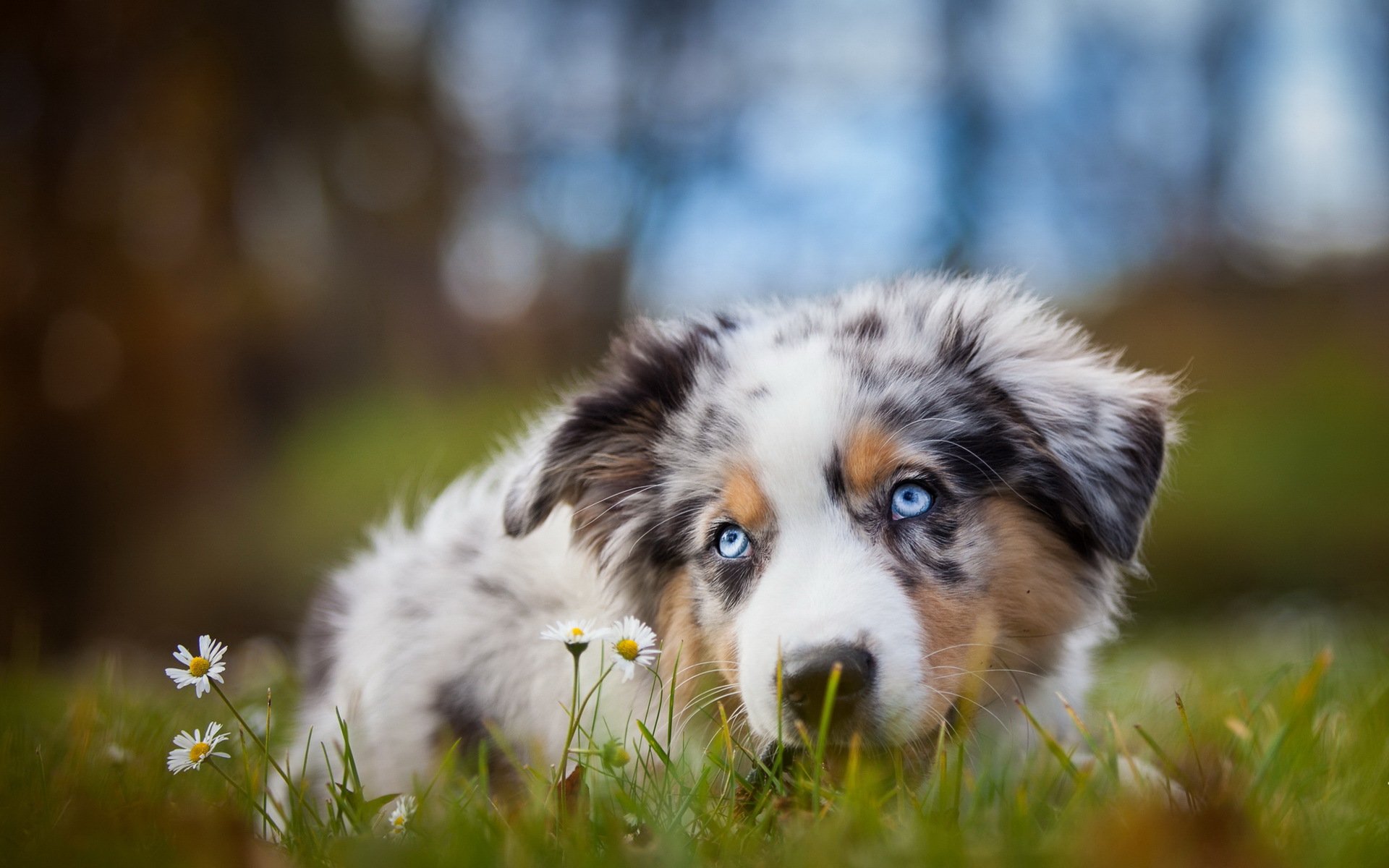 chien vue ami nature
