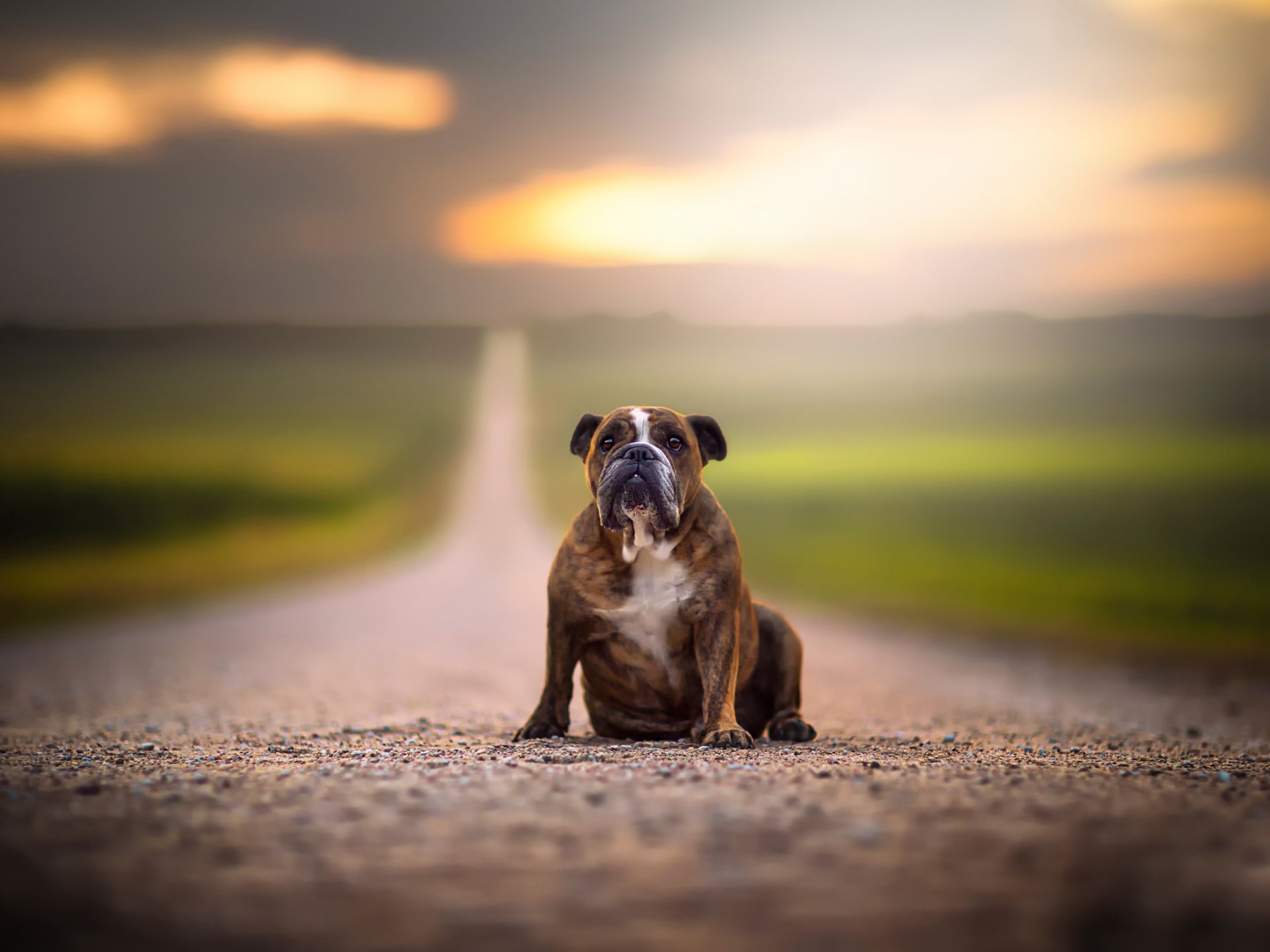 camino espacio perro