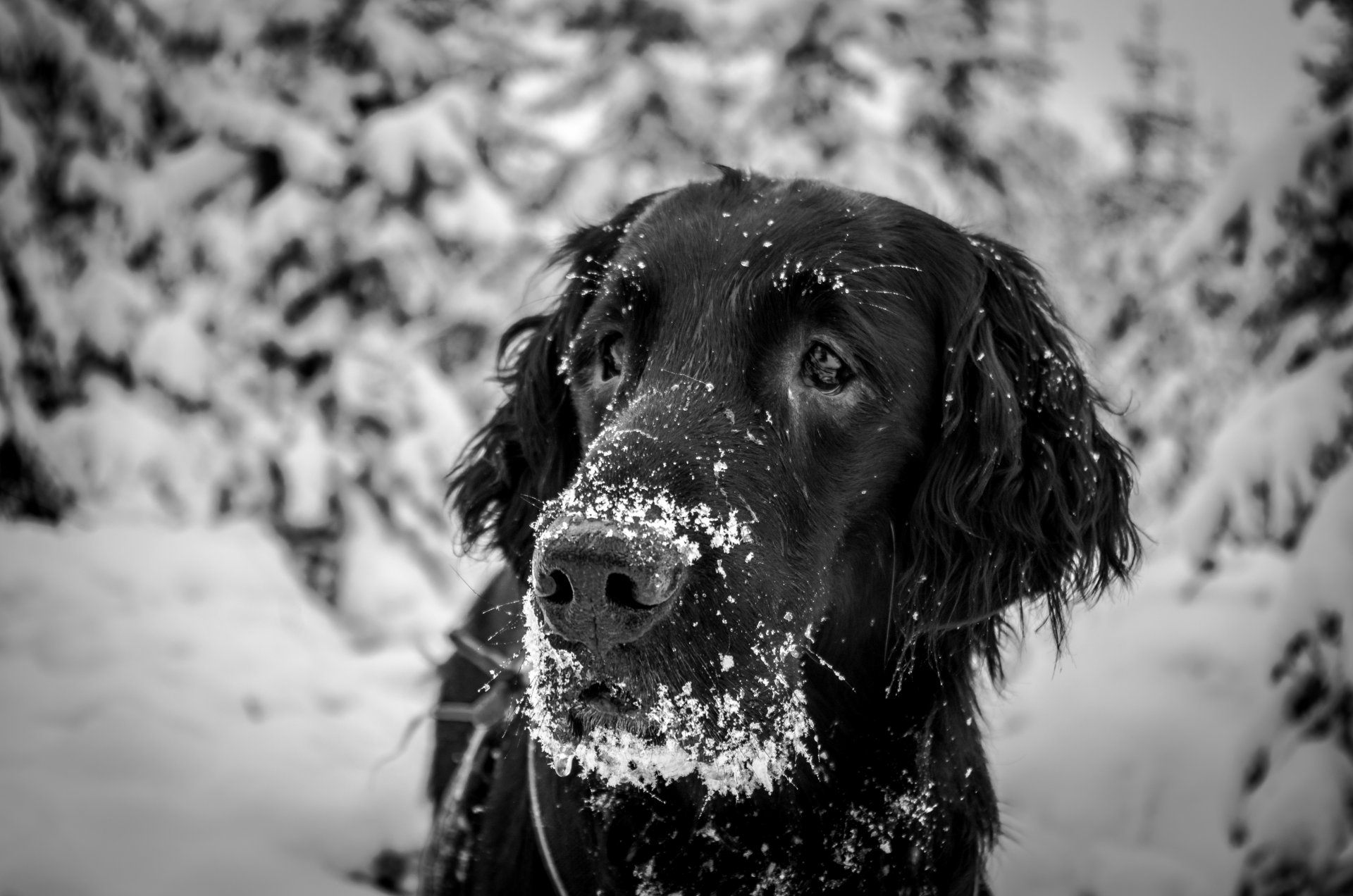 cane sguardo amico