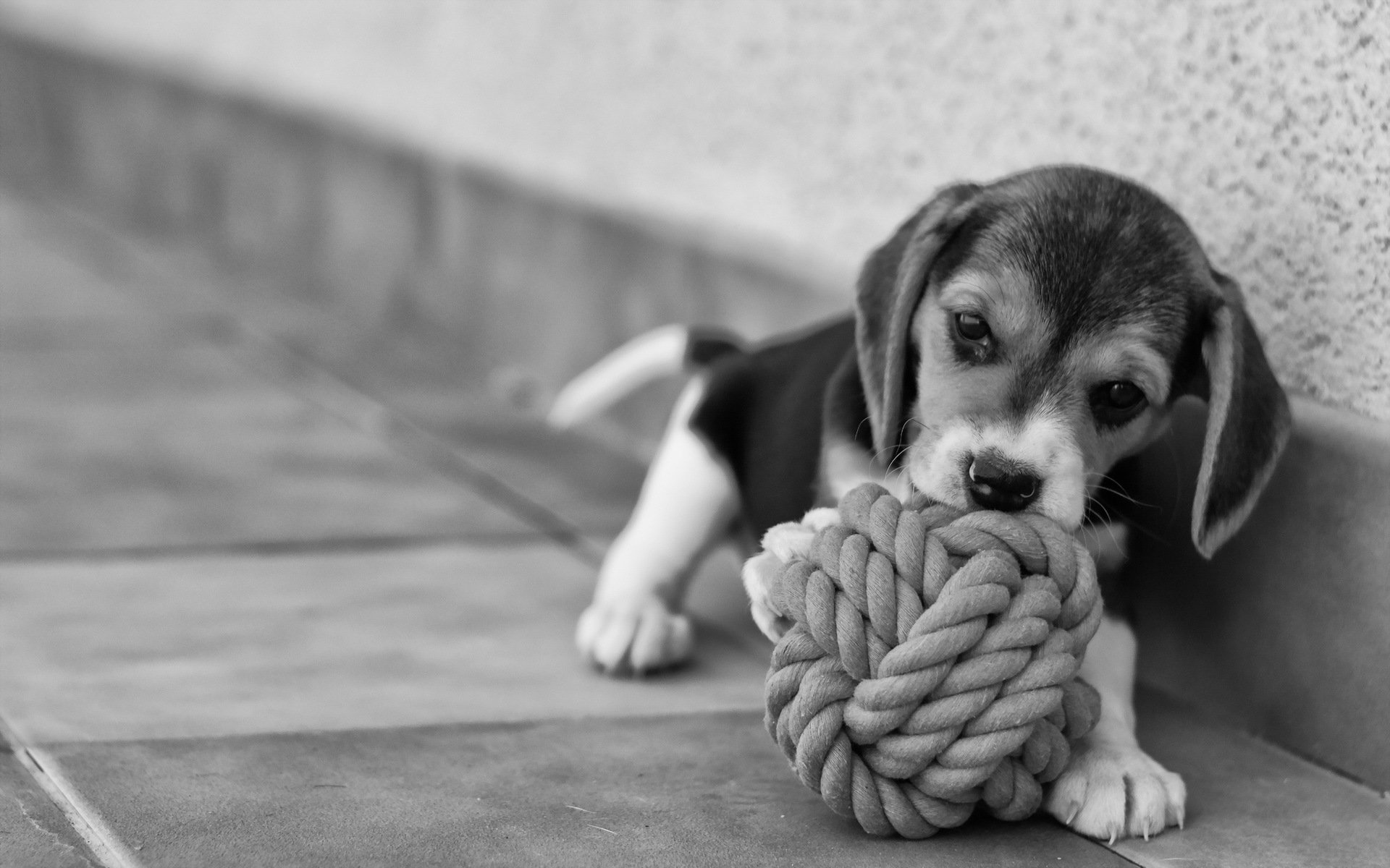 chien beagle chiot ami beauté tendresse joie