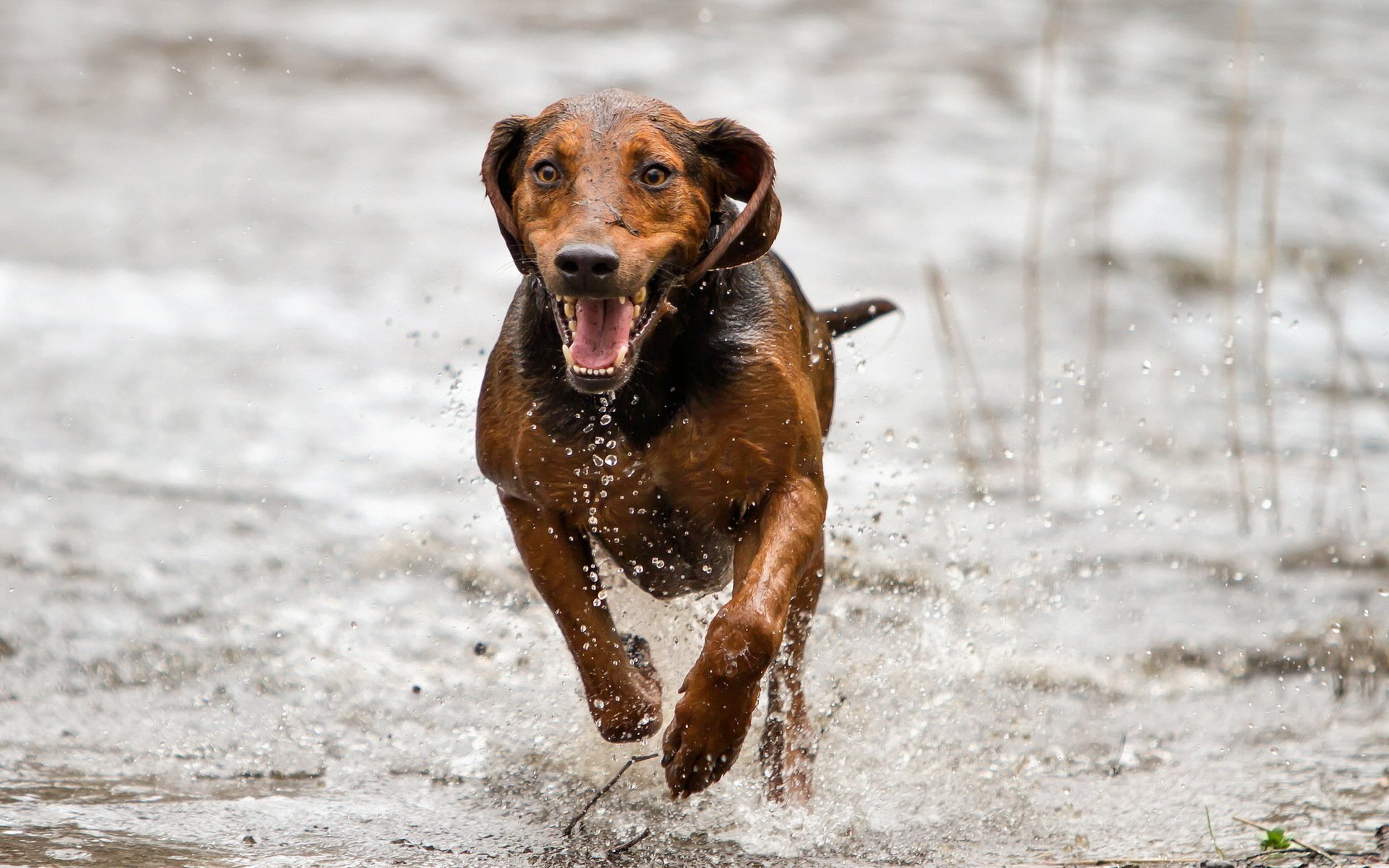 dog view other running