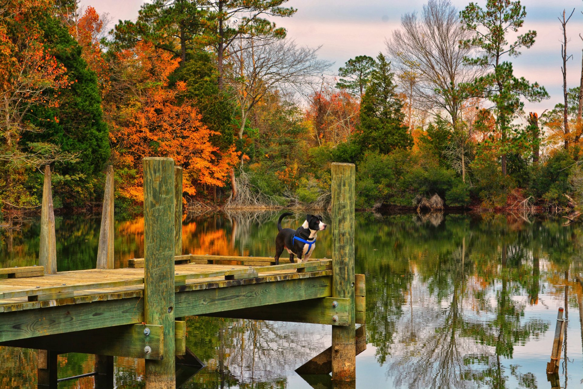 autumn lake dog