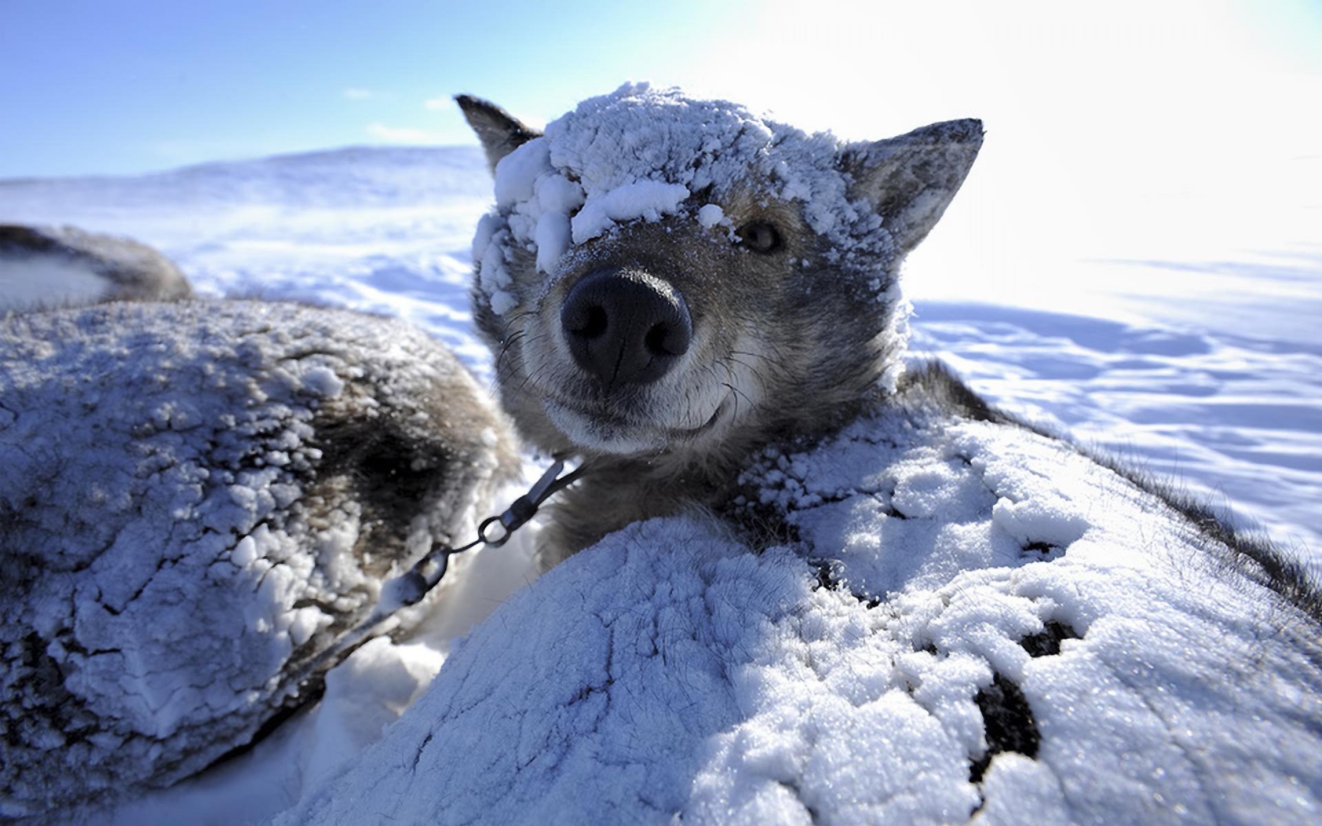 chien hiver neige fond