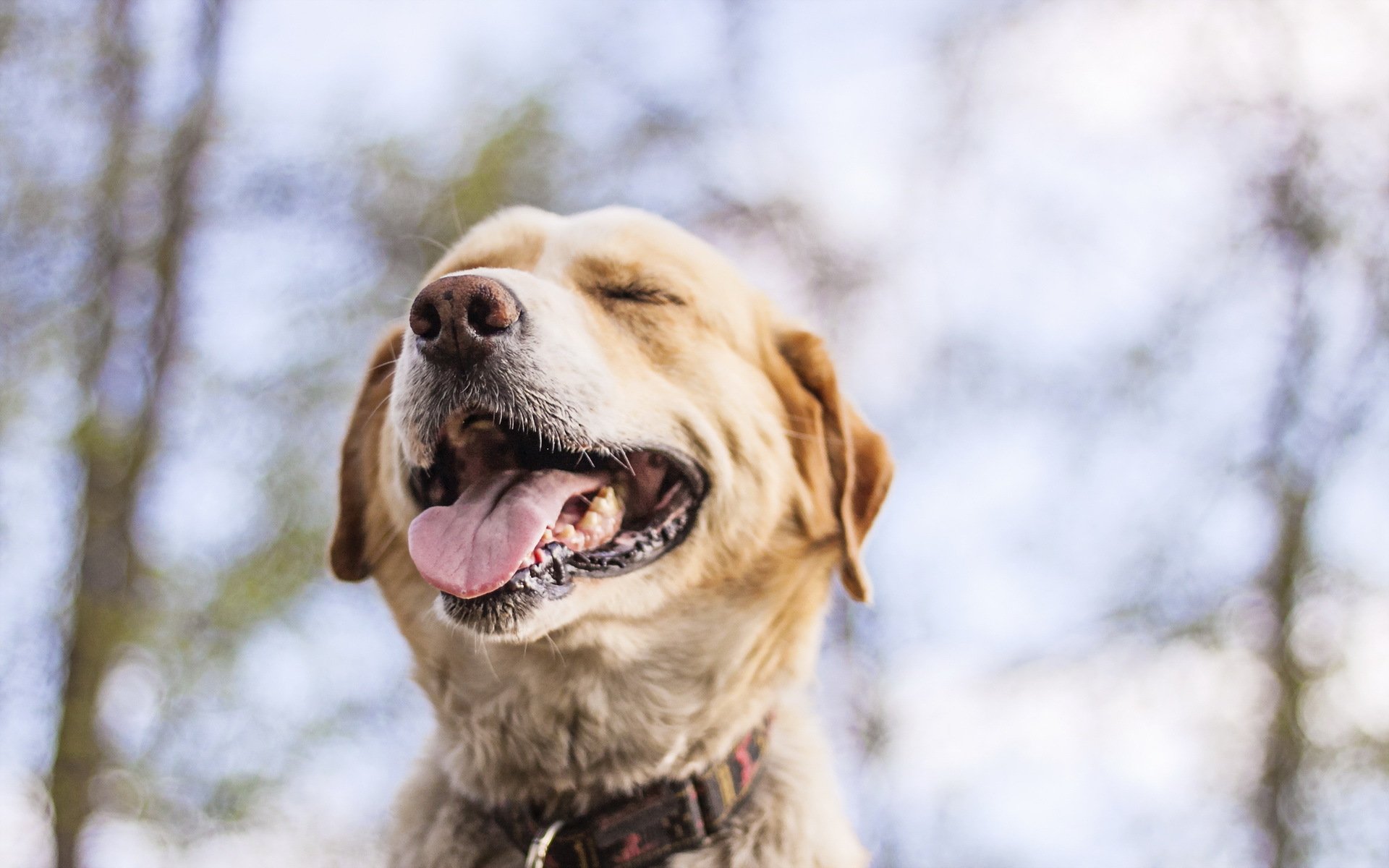 chien museau fond
