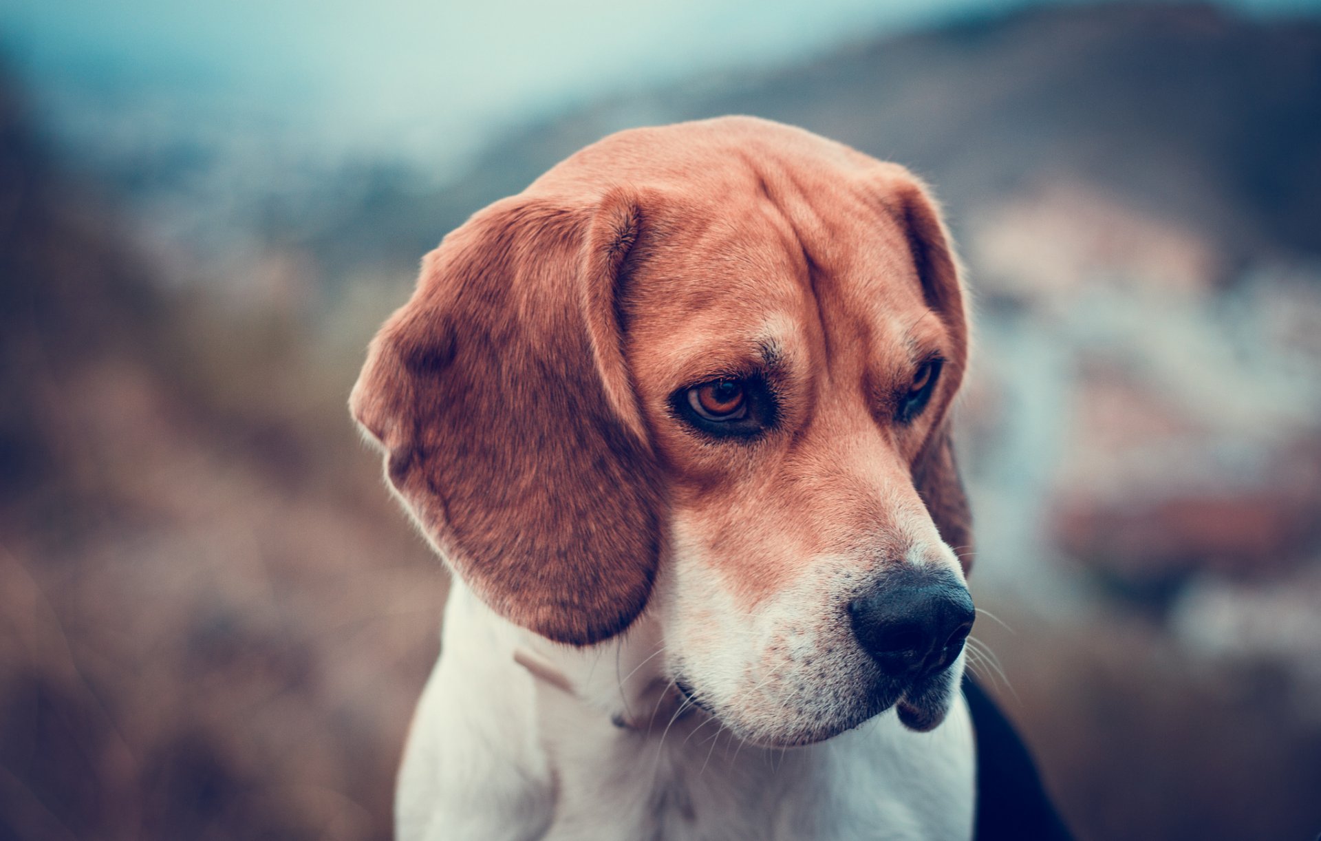 beagle dog face background blur