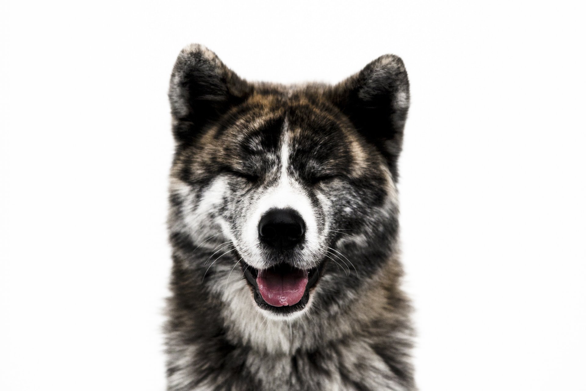 akita-inu freund hund schnauze nase wolle