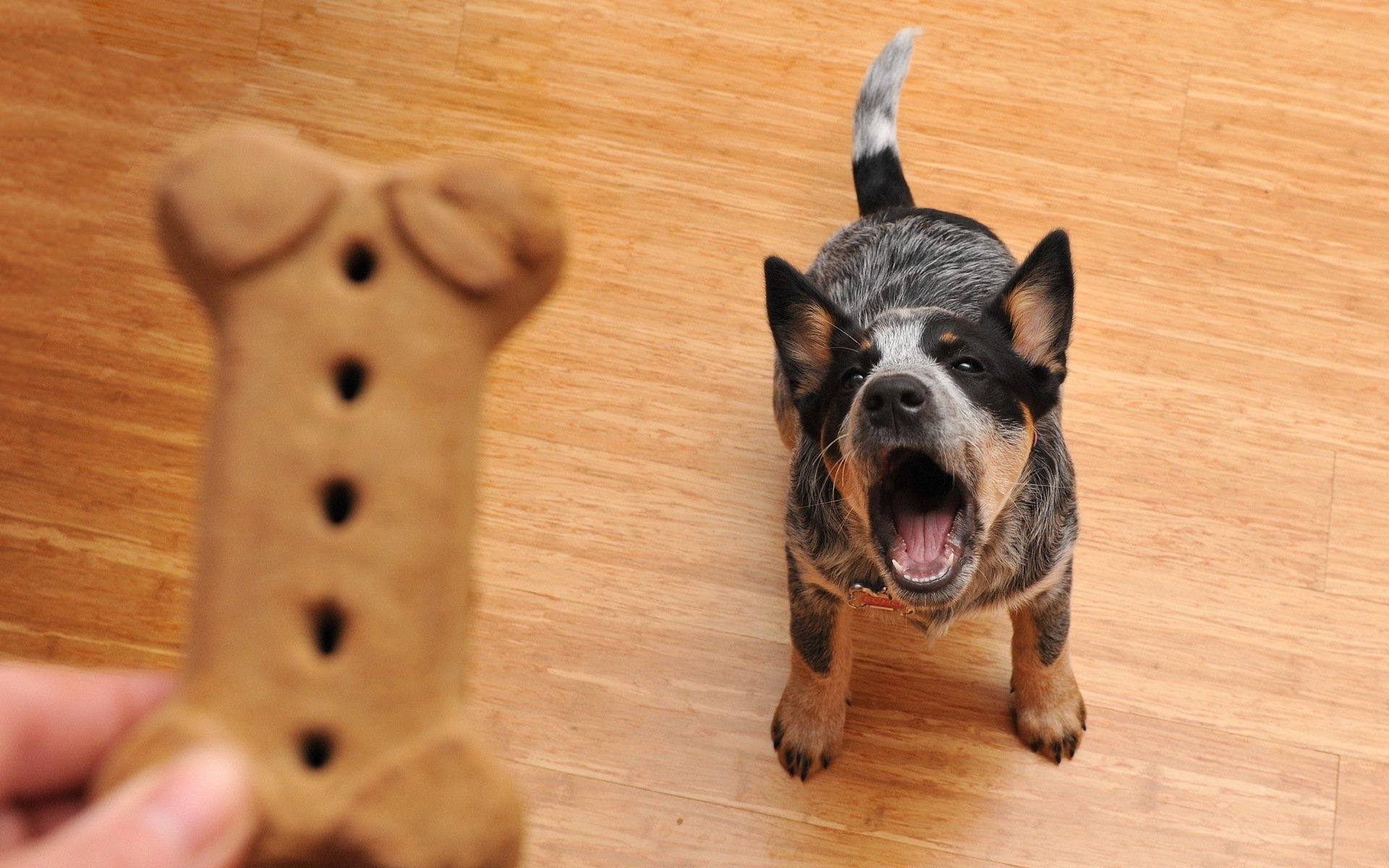 hund freund essen