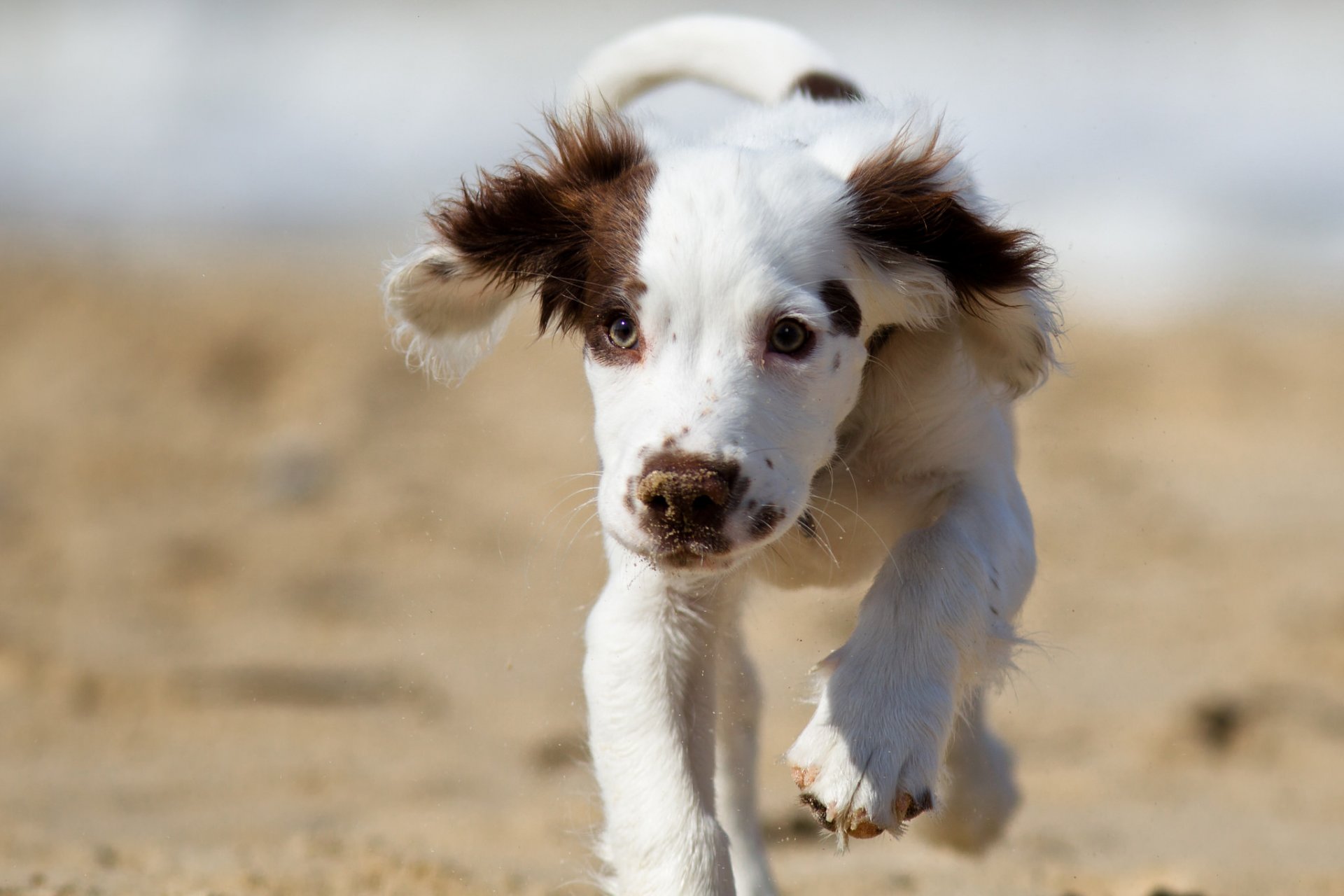 hund blick freund