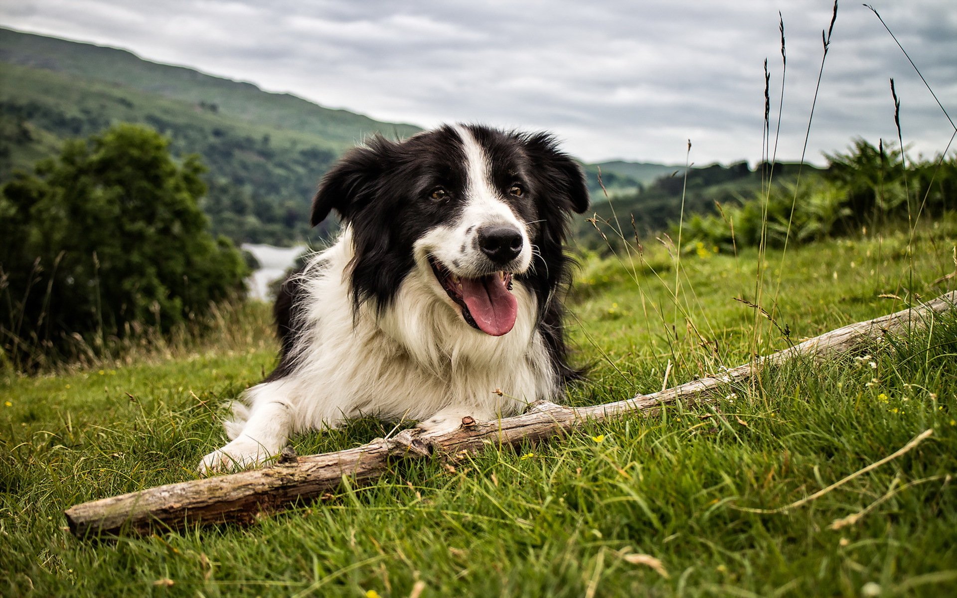 hund blick freund