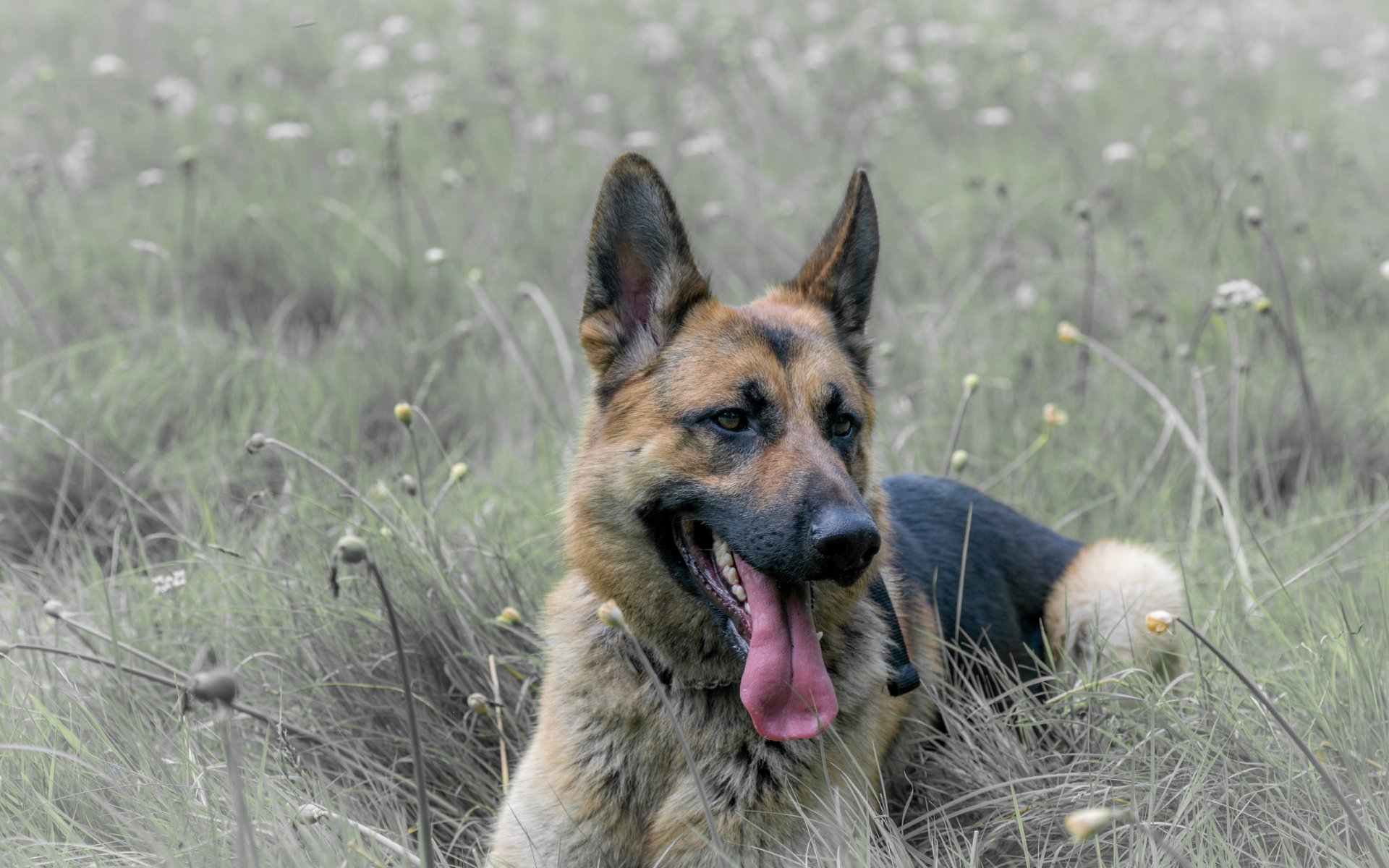 chien regard ami