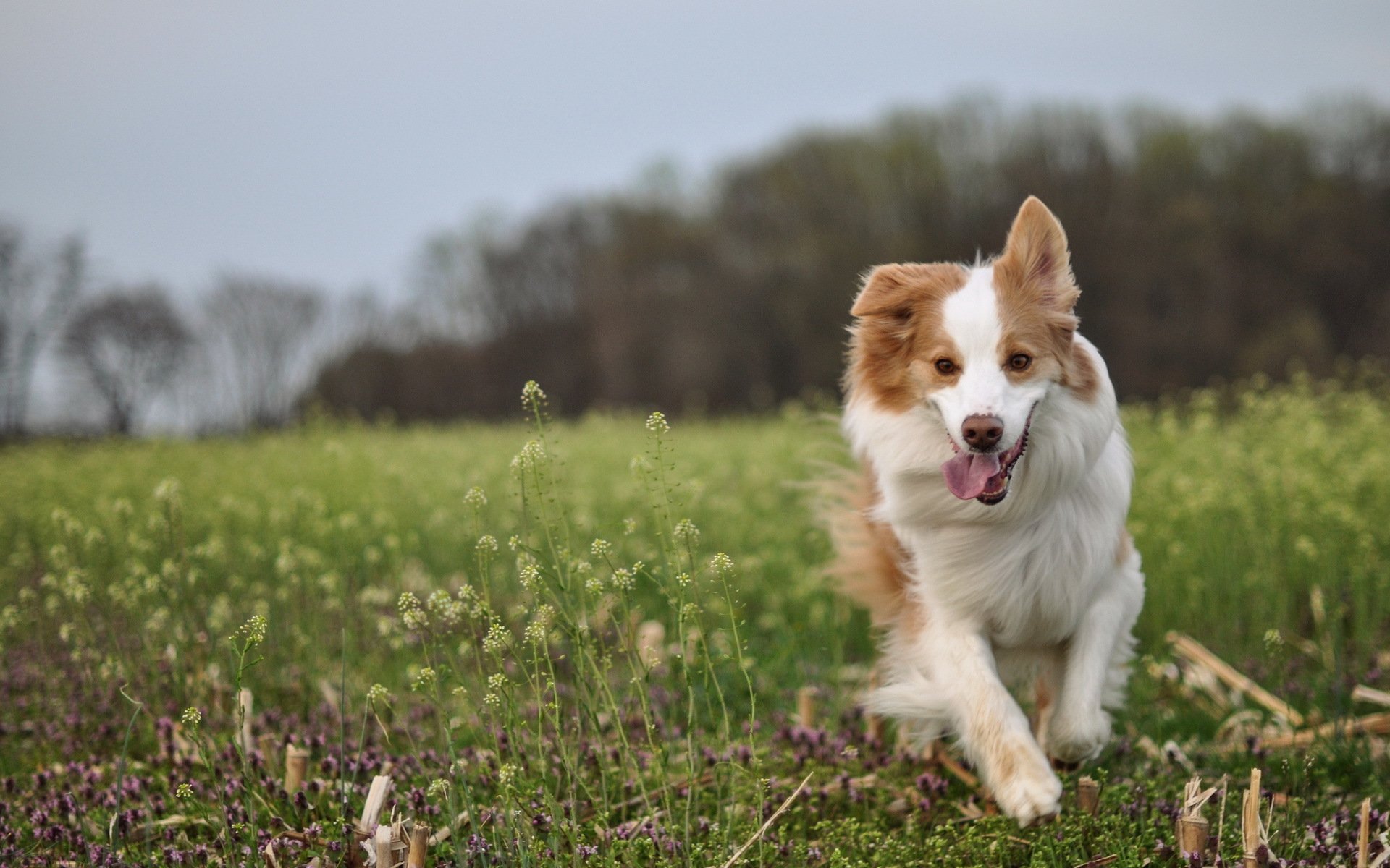dog other the field