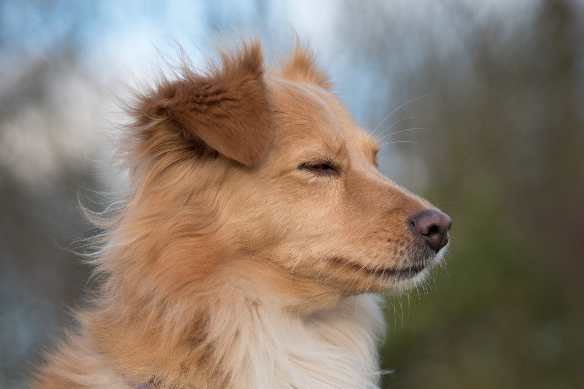 dog view other