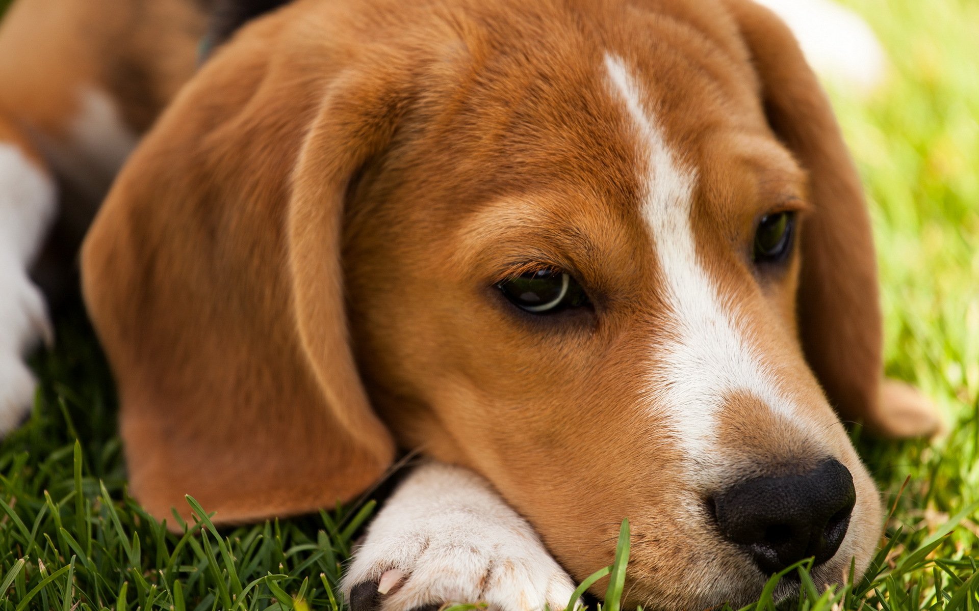 perro mirada amigo beagle