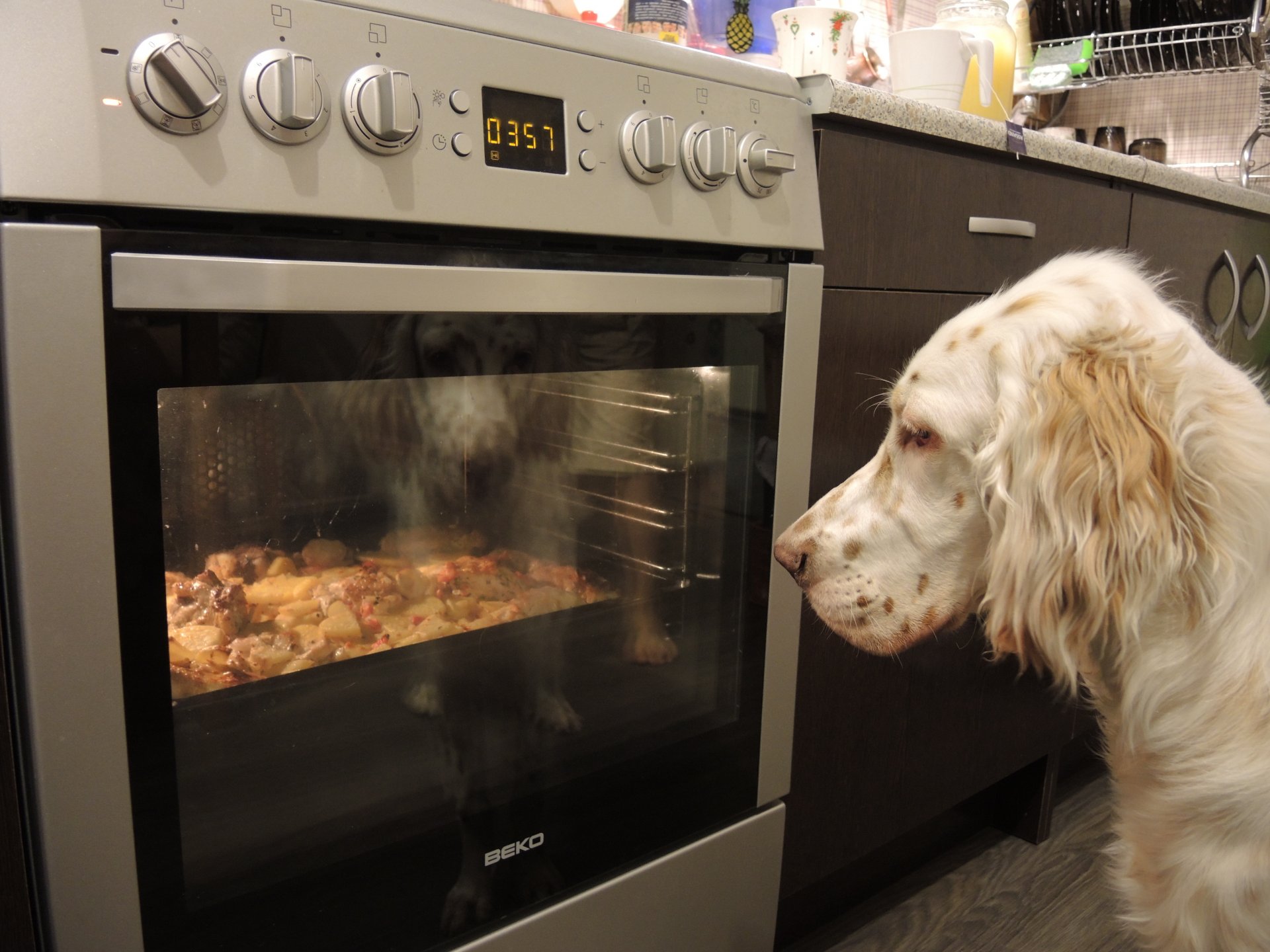 etter english setter chicken