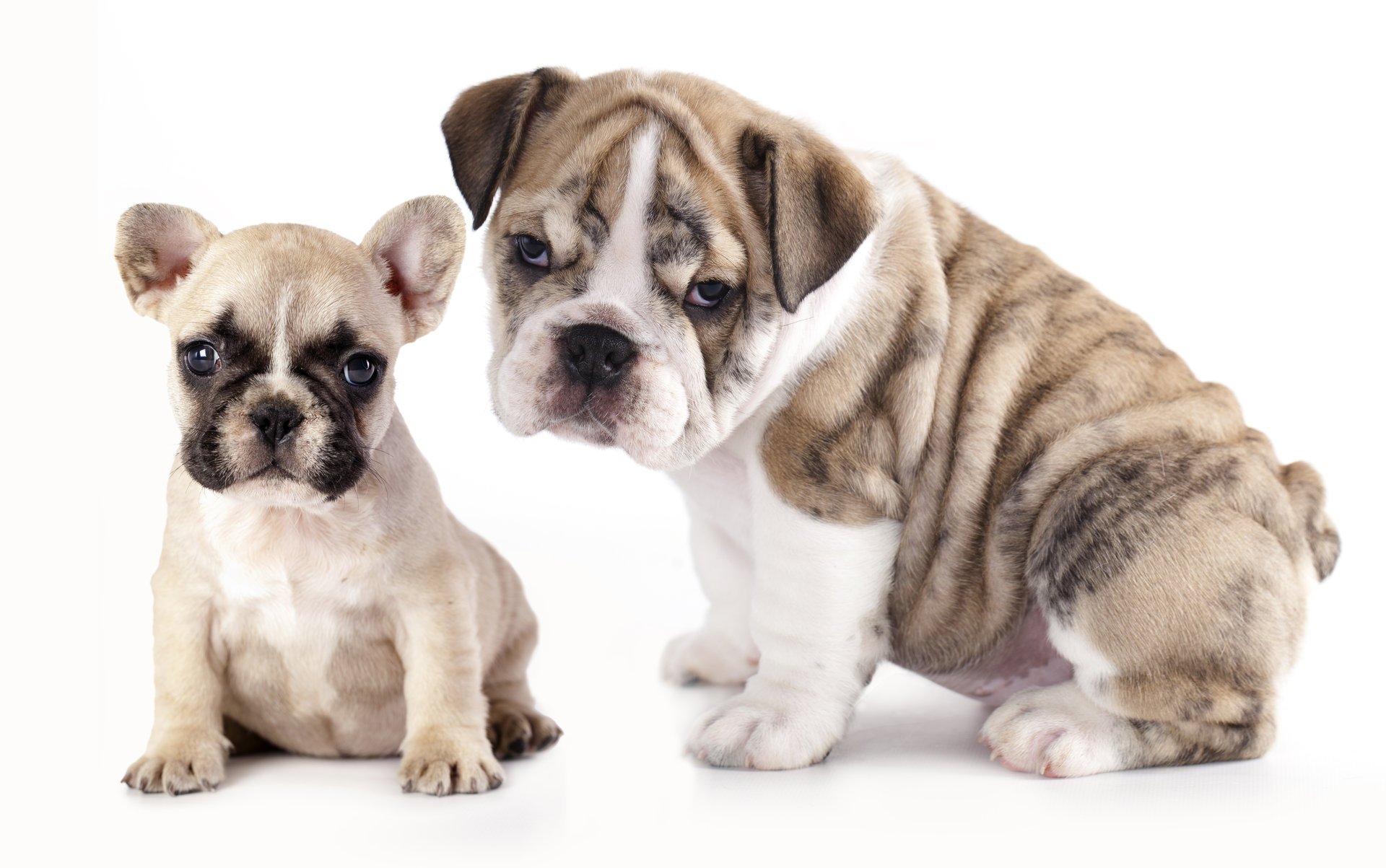 cani cuccioli bulldog francese bulldog inglese bulldog