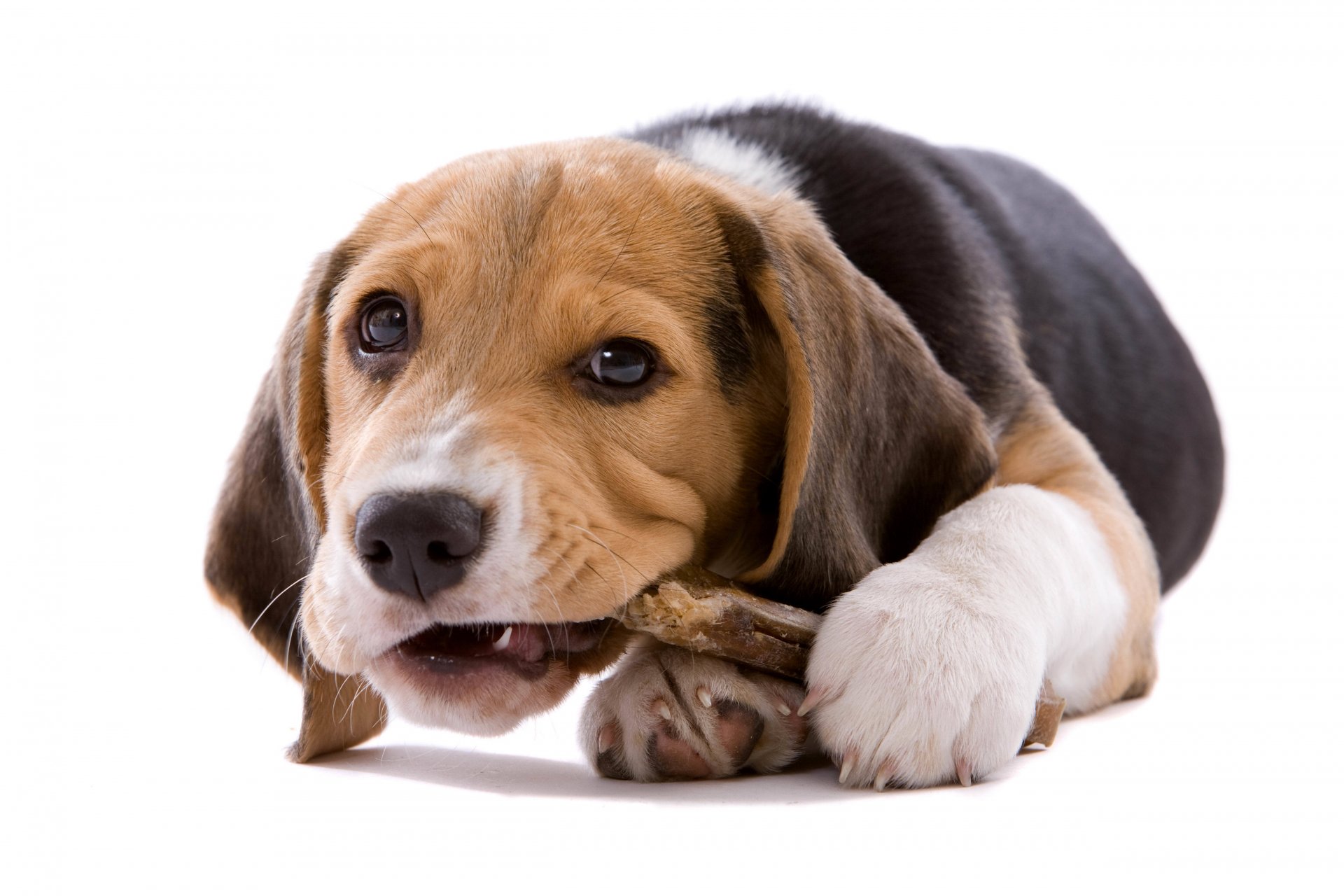 puppy dog beagle white background