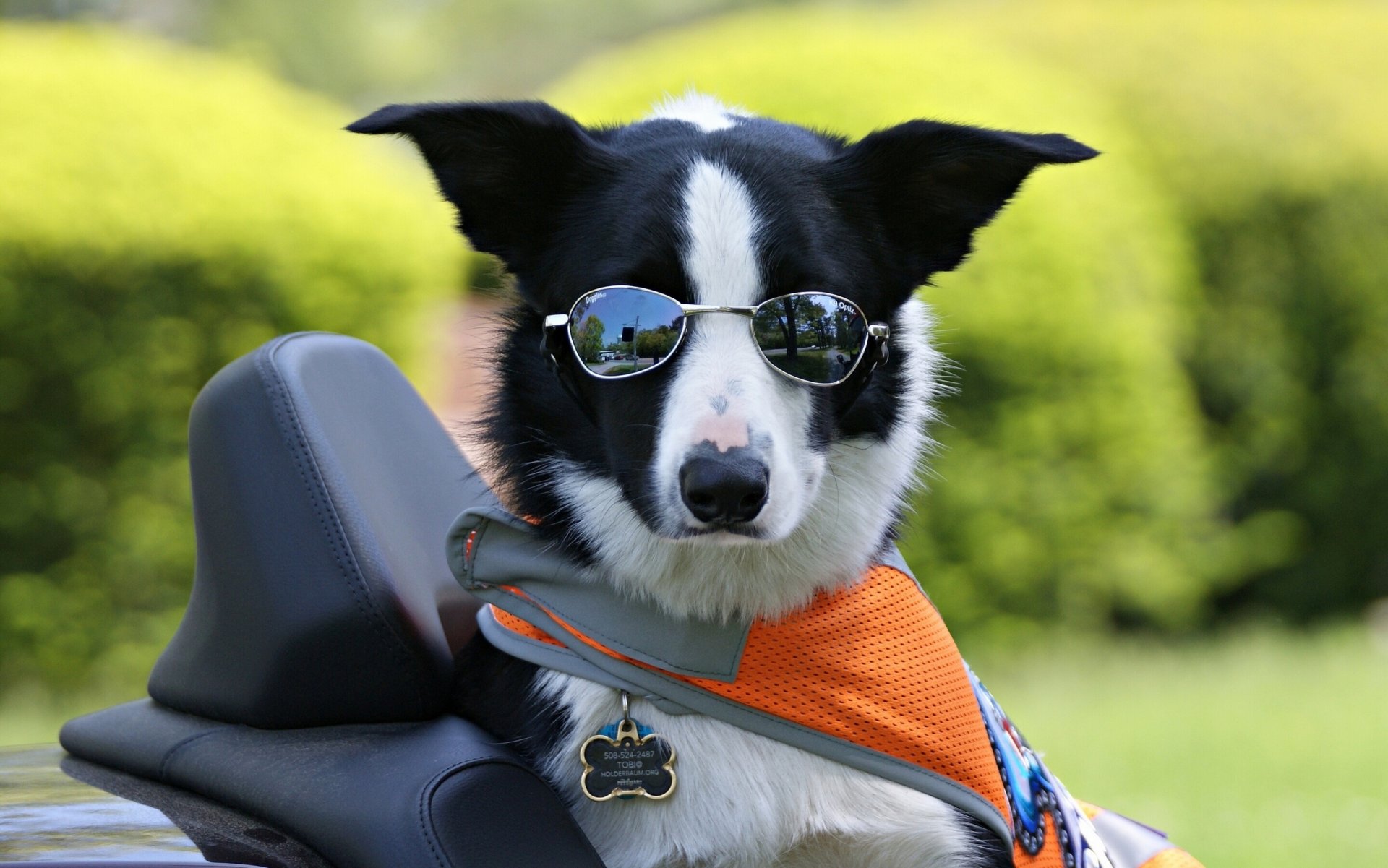 border collie okulary