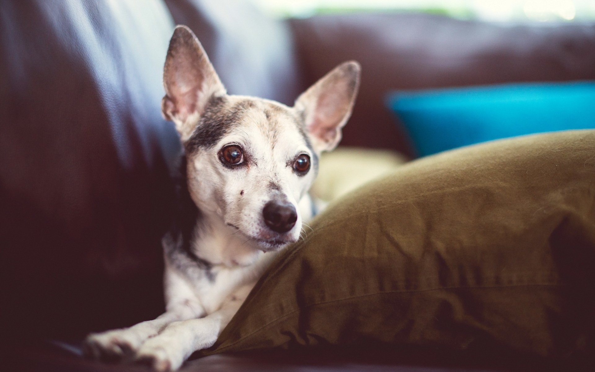 hund freund blick