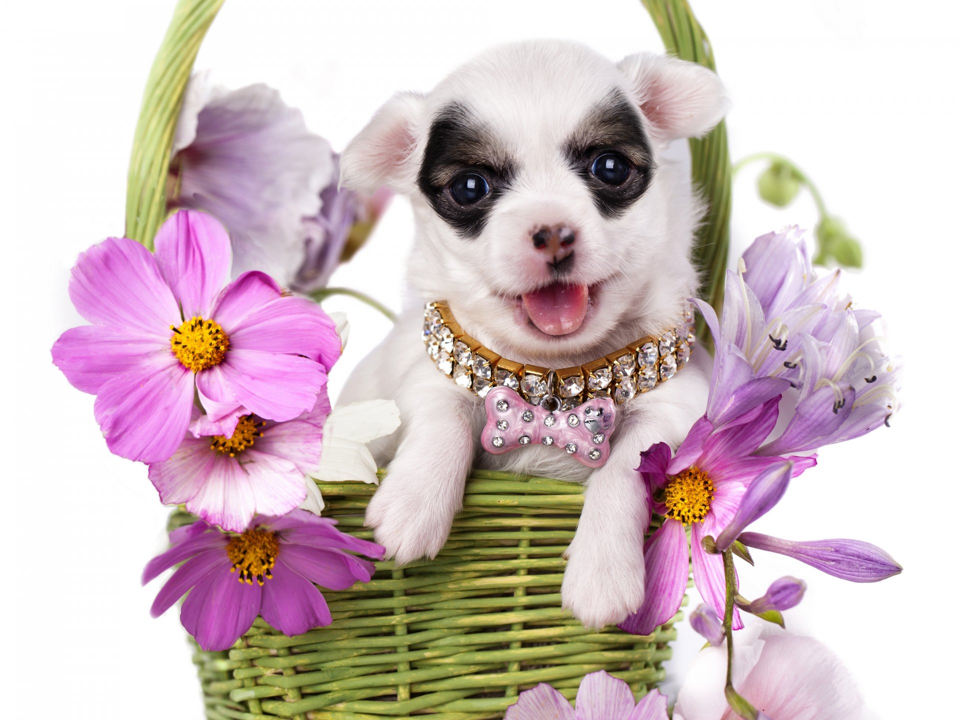 hund welpe chihuahua halsband korb blumen kosmea