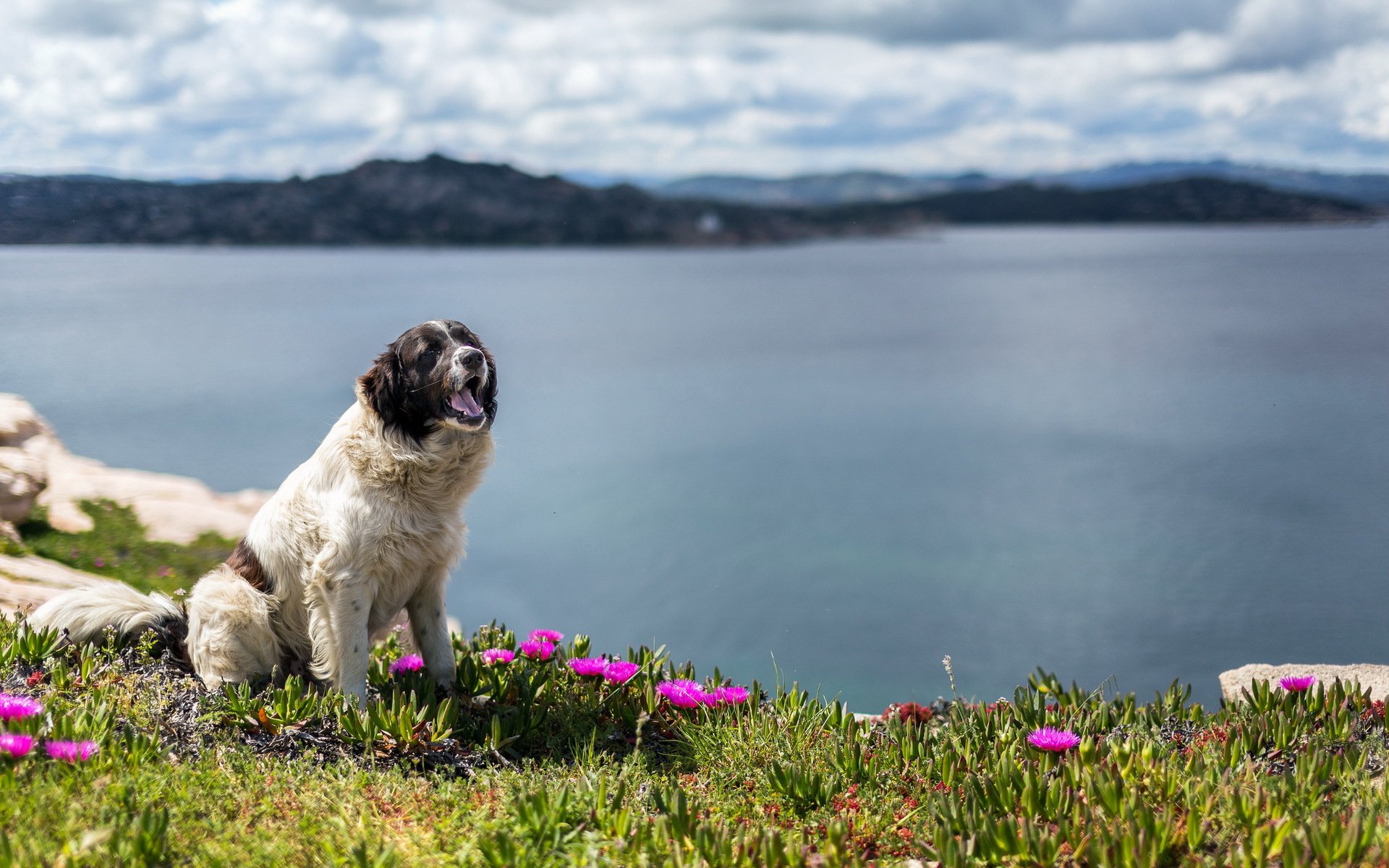 hund freund natur