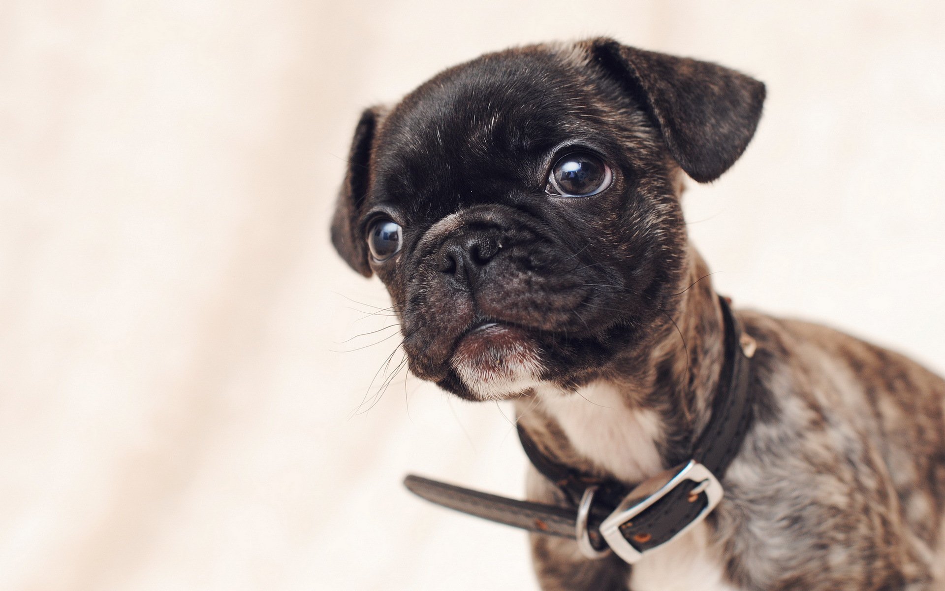 chien regard ami