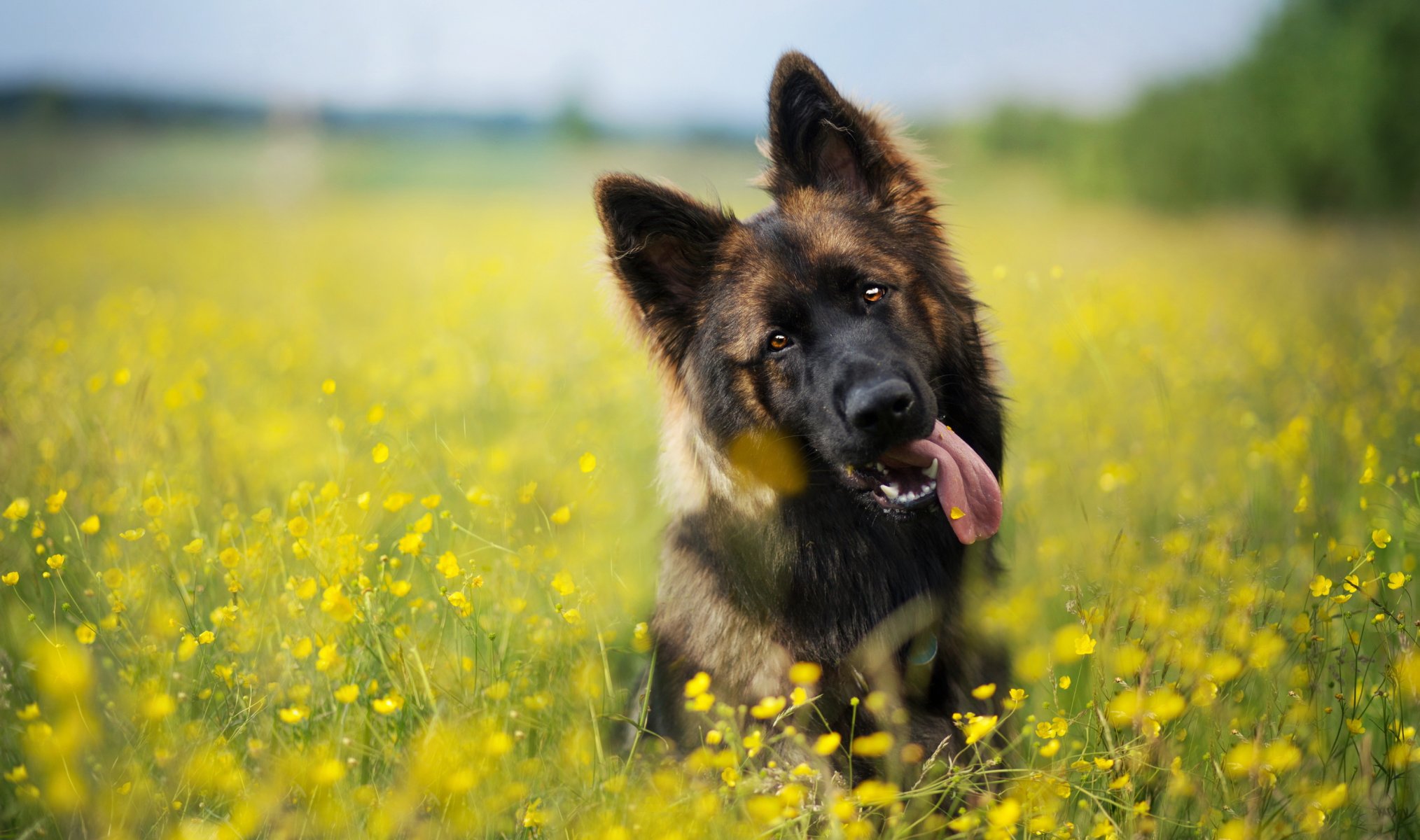chien vue ami été