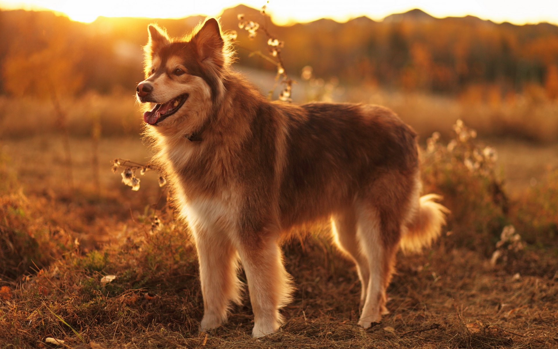 hund blick freund