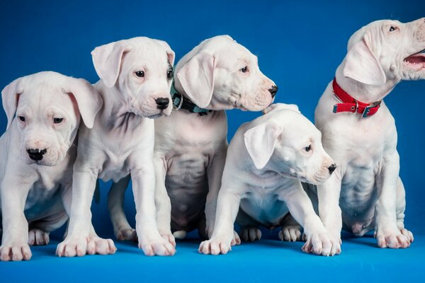 Photo de cinq chiots légers