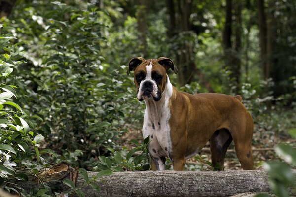 Собака на фоне леса стоит около бревна