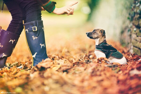 Buntes Foto des Hundes Herbst