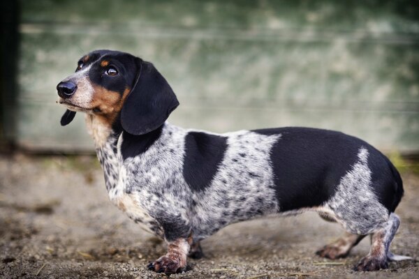 Chien tacheté (blanc avec noir) 