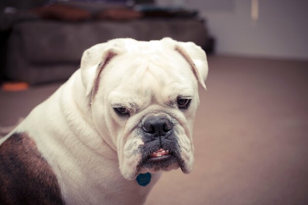 Der Blick eines Hundes im Haus