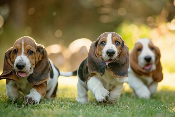 Chiens de course avec de grandes oreilles