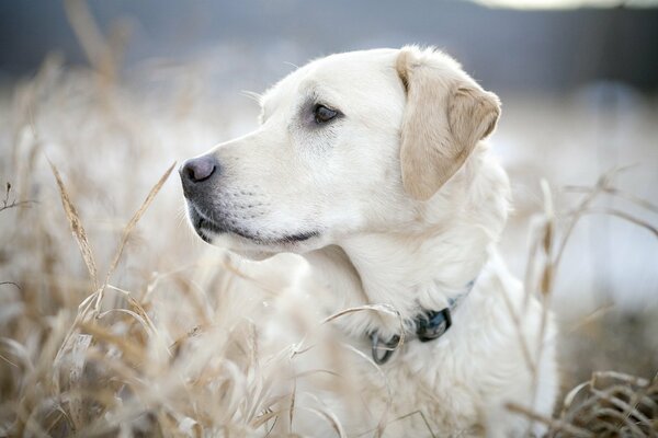 Cane che guarda in lontananza