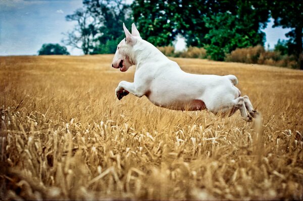 Sprung zum Hund auf dem Feld