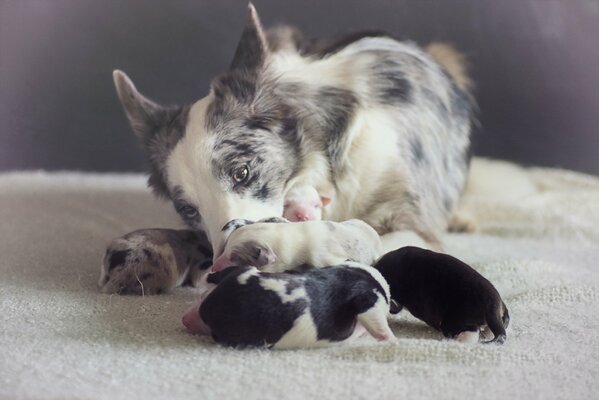 A dog and four puppies