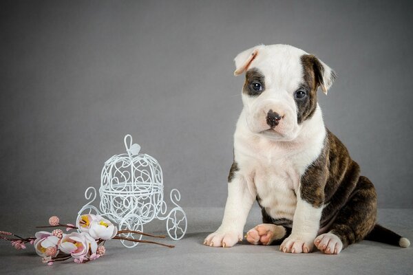 The puppy is sitting near a wild bark
