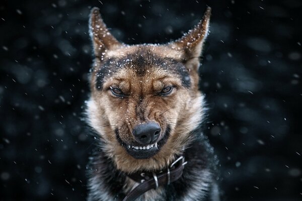 Ein böser Hund will jemanden beißen, der ihn nicht mag.