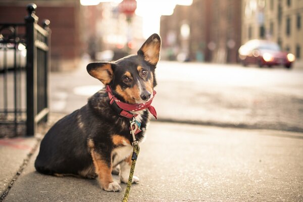 Ein Hund im Halsband schaut einen Freund an