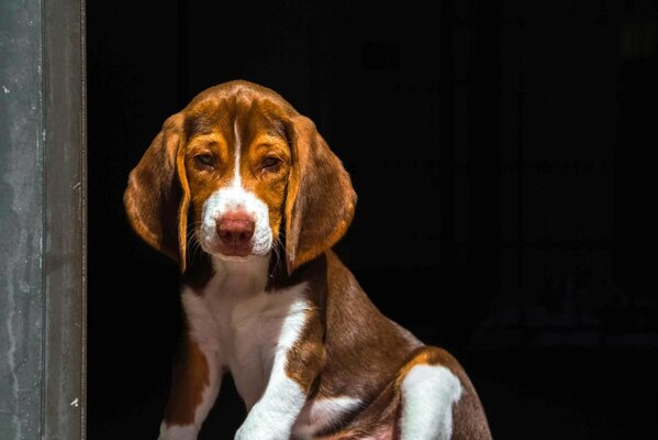 Chiot triste avec des oreilles pendantes