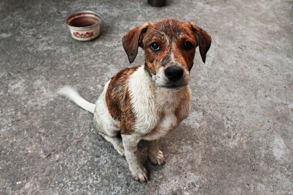 La mirada penetrante de un perro hambriento